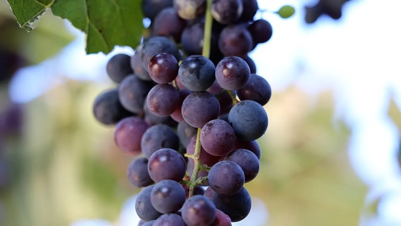 Nem hiszed el, hogy teszi el télire a szőlőt a szabolcsi háziasszony