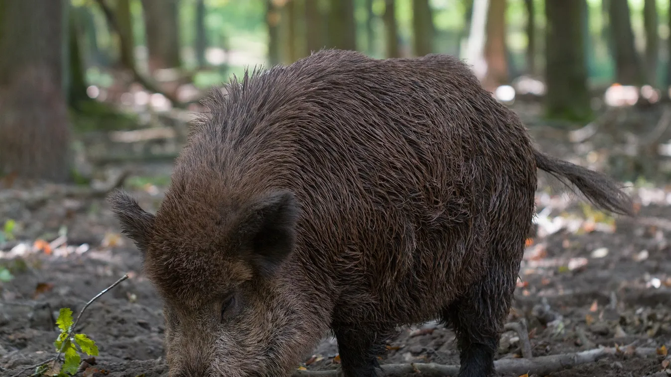 Majdnem tragédia lett a vége: apára és lányára támadt rá egy vaddisznó az udvarukon Csejtén