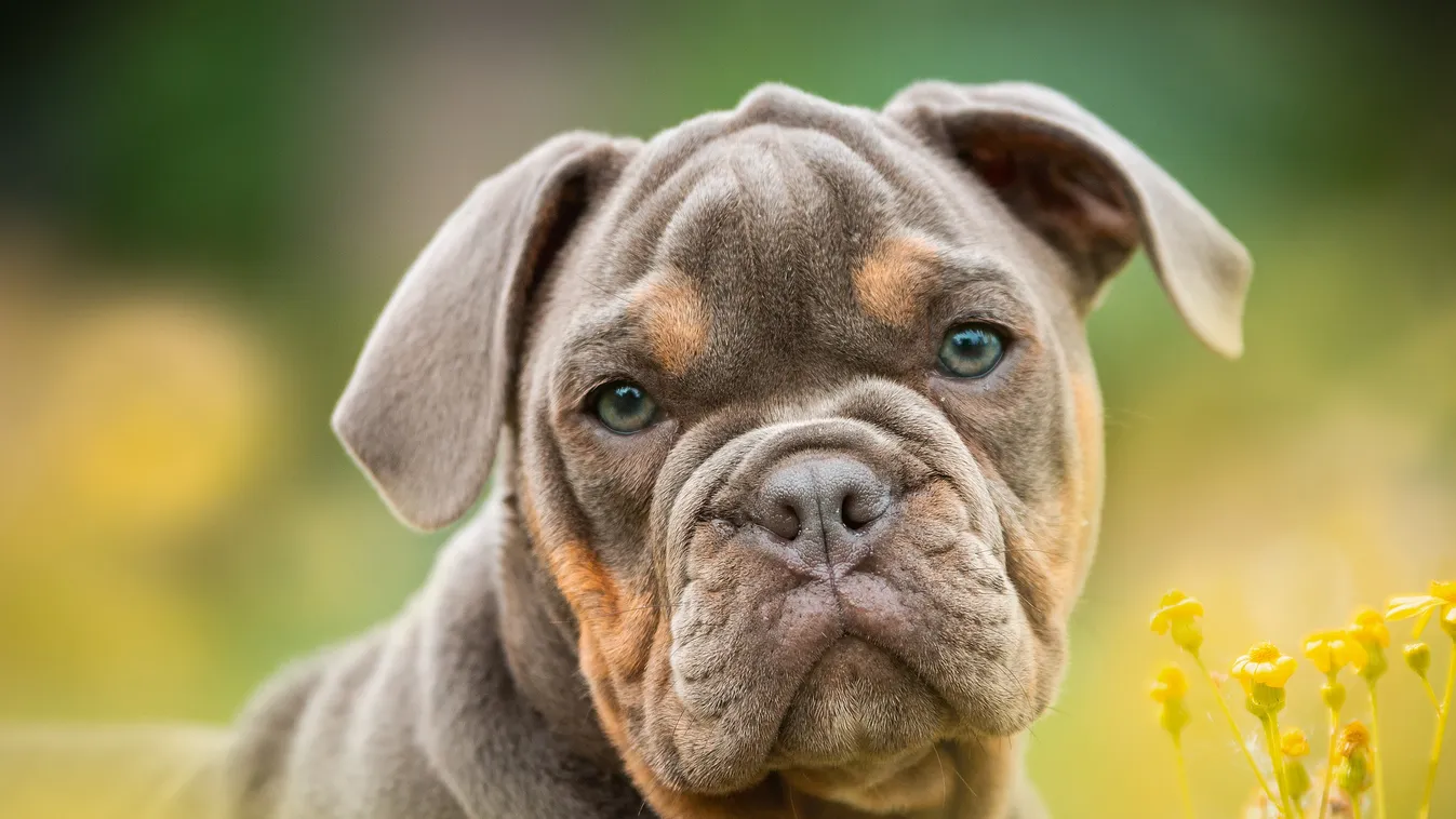 Elképesztő mire képesek az állatok - ez a kutya még ezt is túlélte