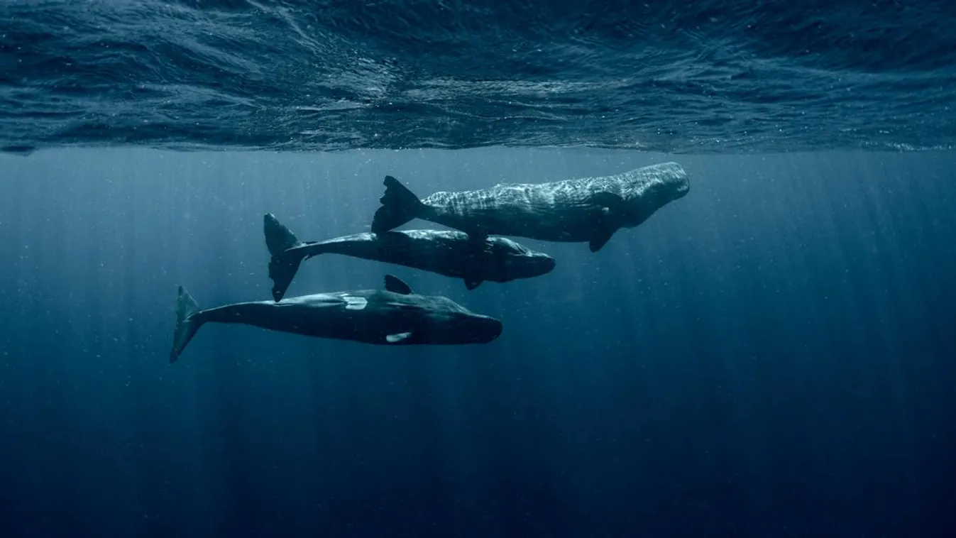 Évek kérdése és képesek lehetünk kommunikálni a bálnákkal