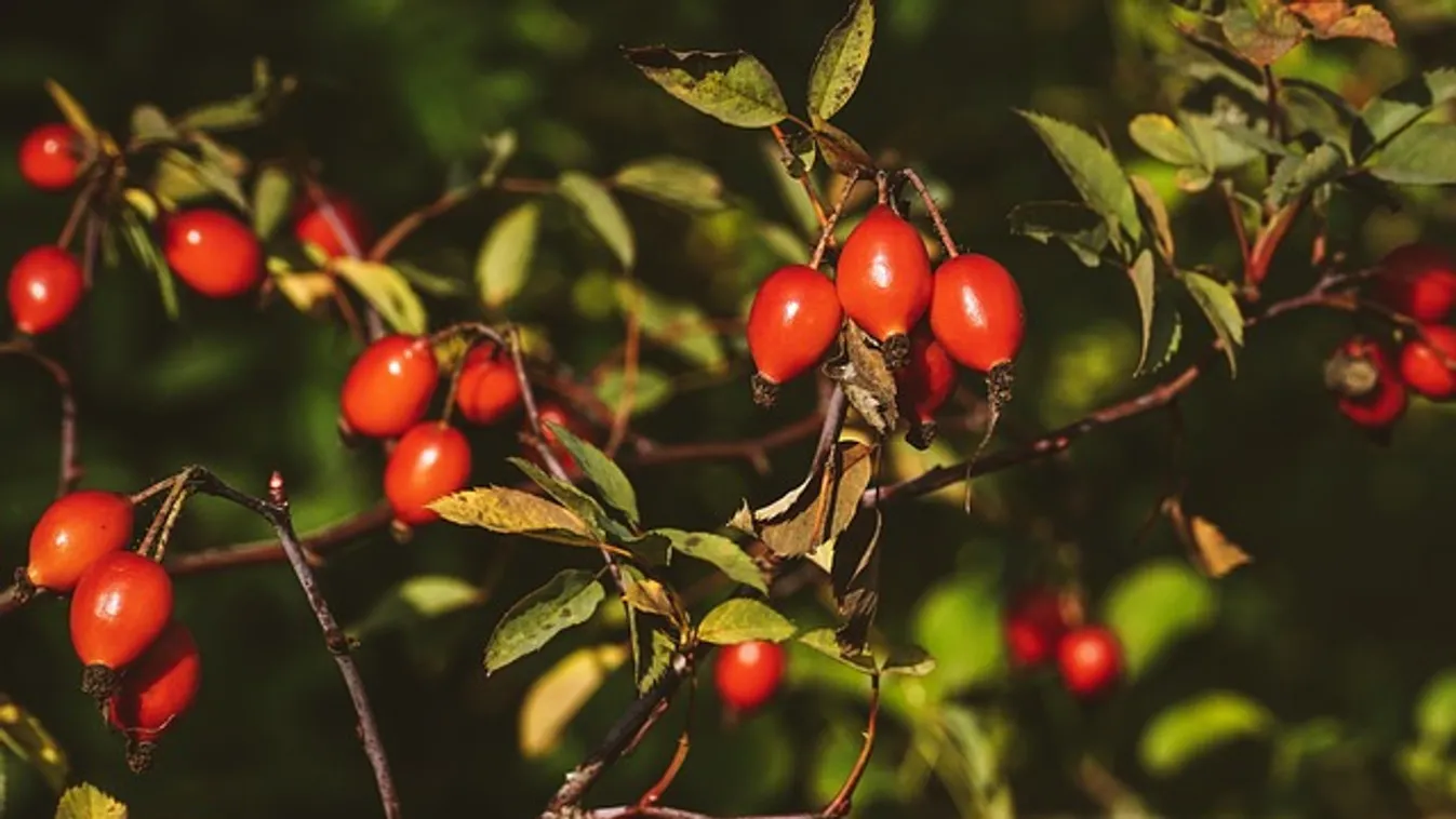 Már lehet szedni a csipkebogyót, erre figyelj, ha gyűjteni indulsz