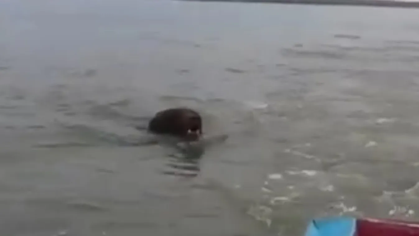 Horror a TikTokon: Sokkot kaptak, amikor meglátták, mi közeledik feléjük - Videó