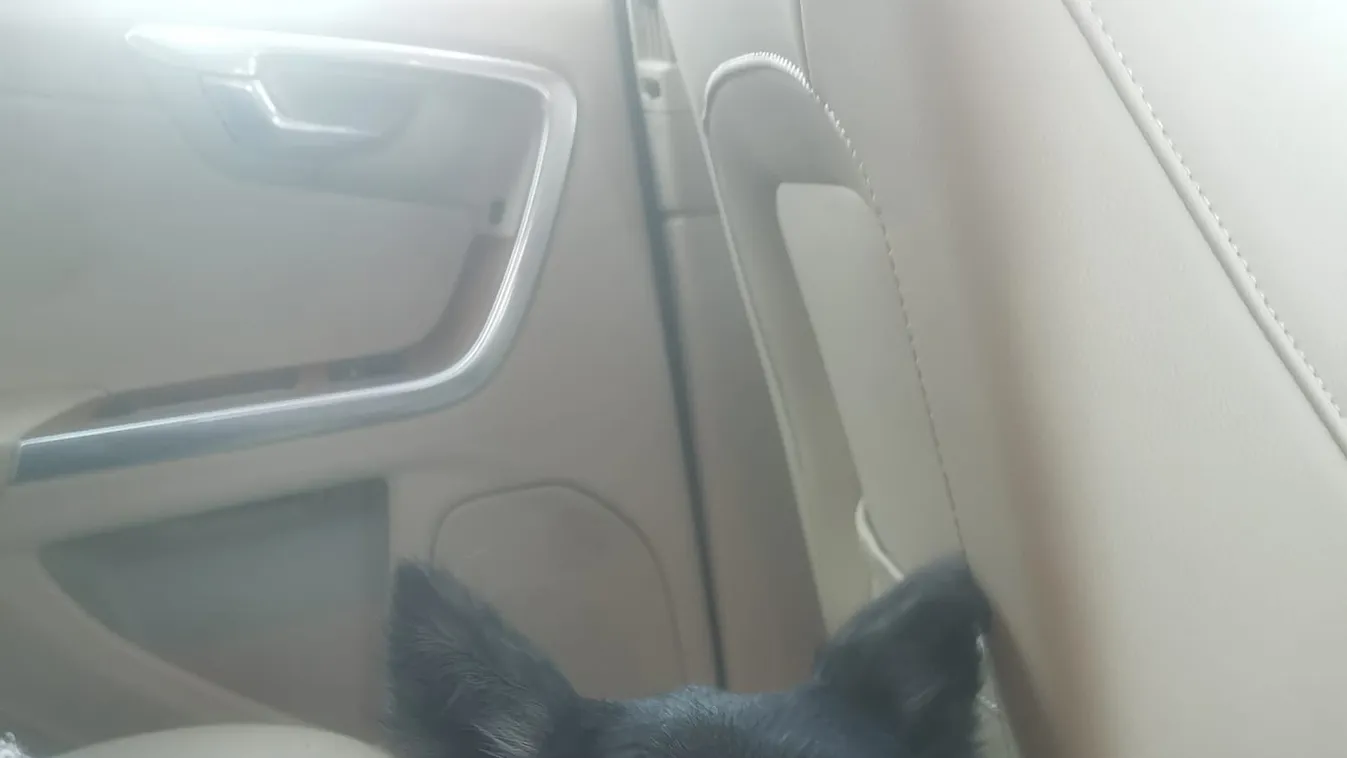 Szívszorító: 15 hónap kóborlás után végre újra a gazdájával lehet a magyar kutya, Yoko