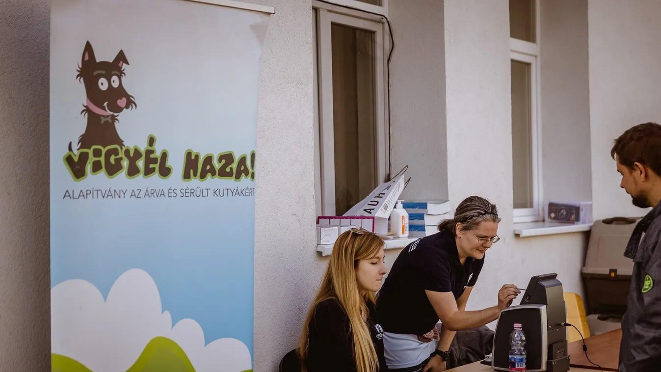A kutyamindenit: ez történt a Vigyél Haza Alapítvány Örökbefogadó Napján