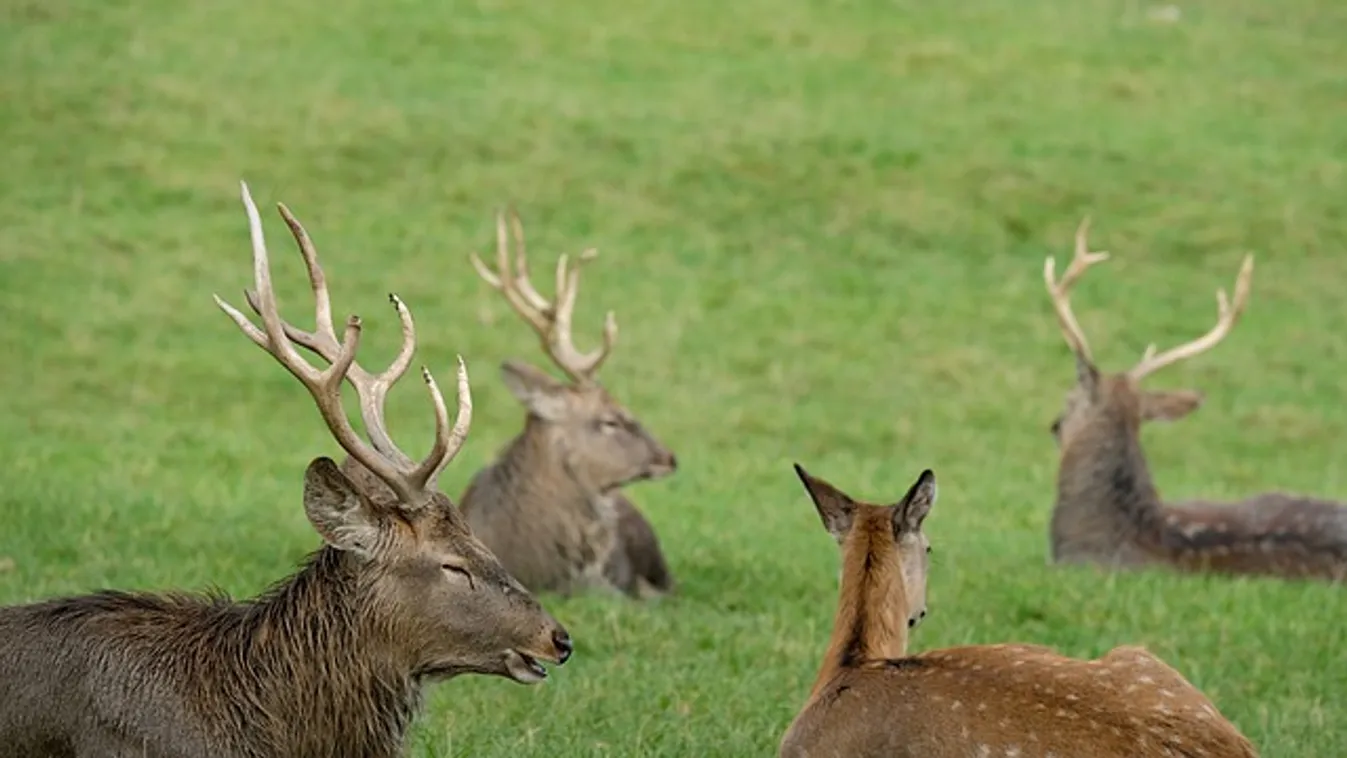 Elképesztő, a látogató ezt tette egy őzbakkal az állatkertben