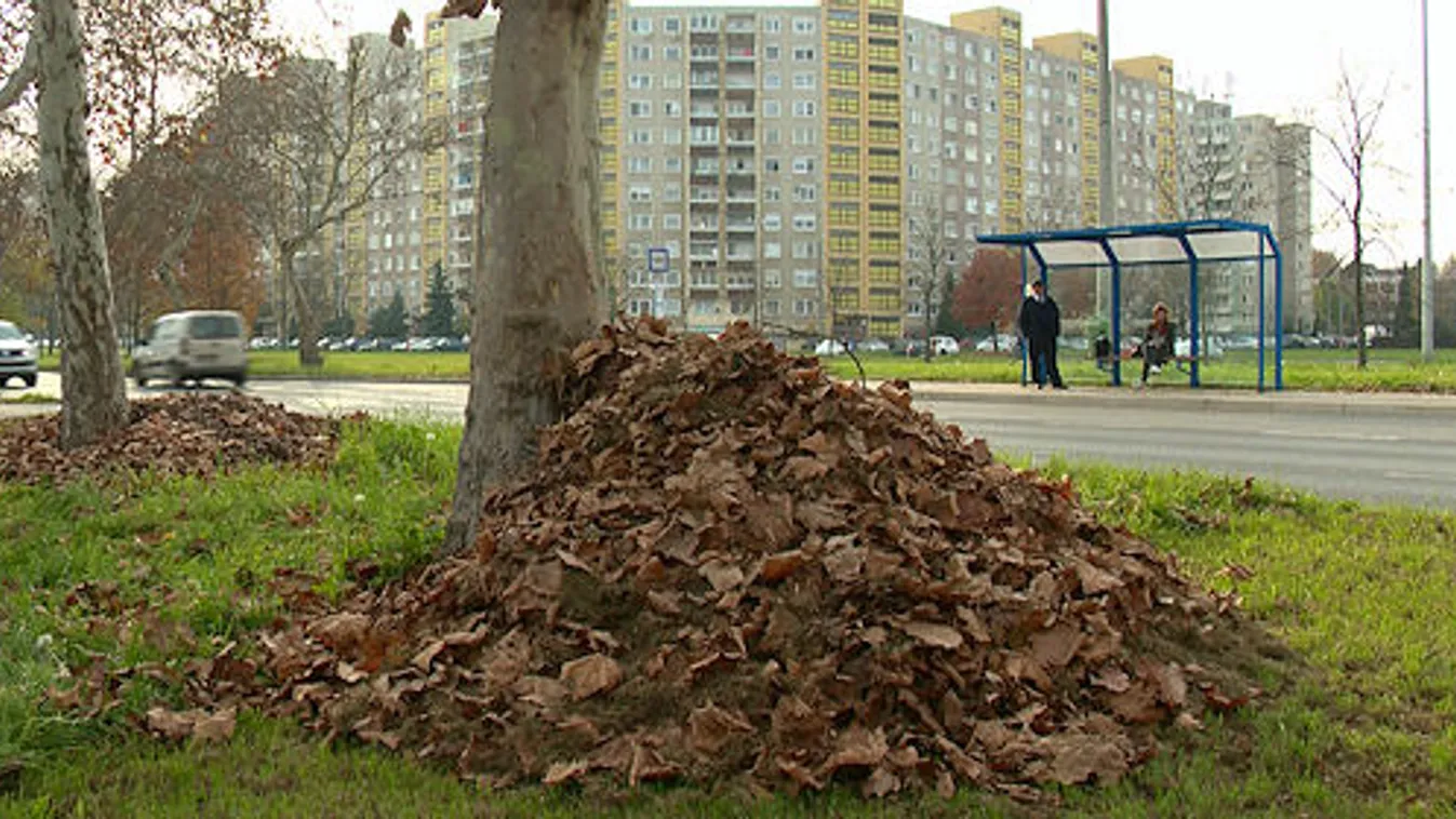 Ilyet még nem láttunk – elképesztő dolog bukkant elő a levélkupacból