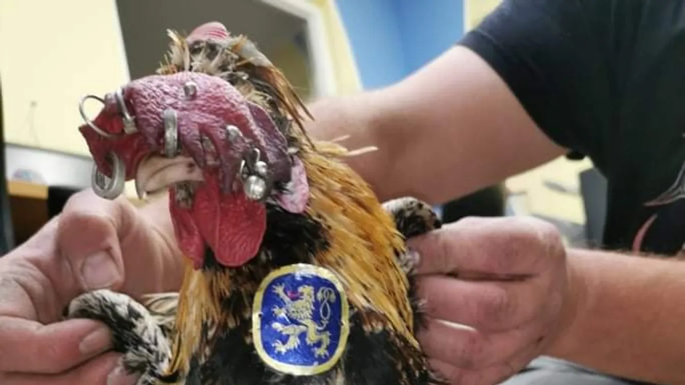 Így szedték ki a piercingeket a budapesti kakasból a madármentők