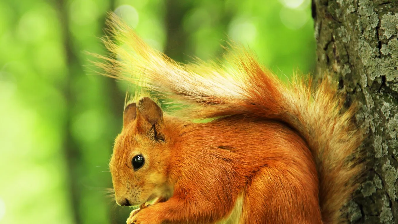 Ilyen nincs: veszett mókus miatt két teljes utcát vesztegzár alá helyeztek