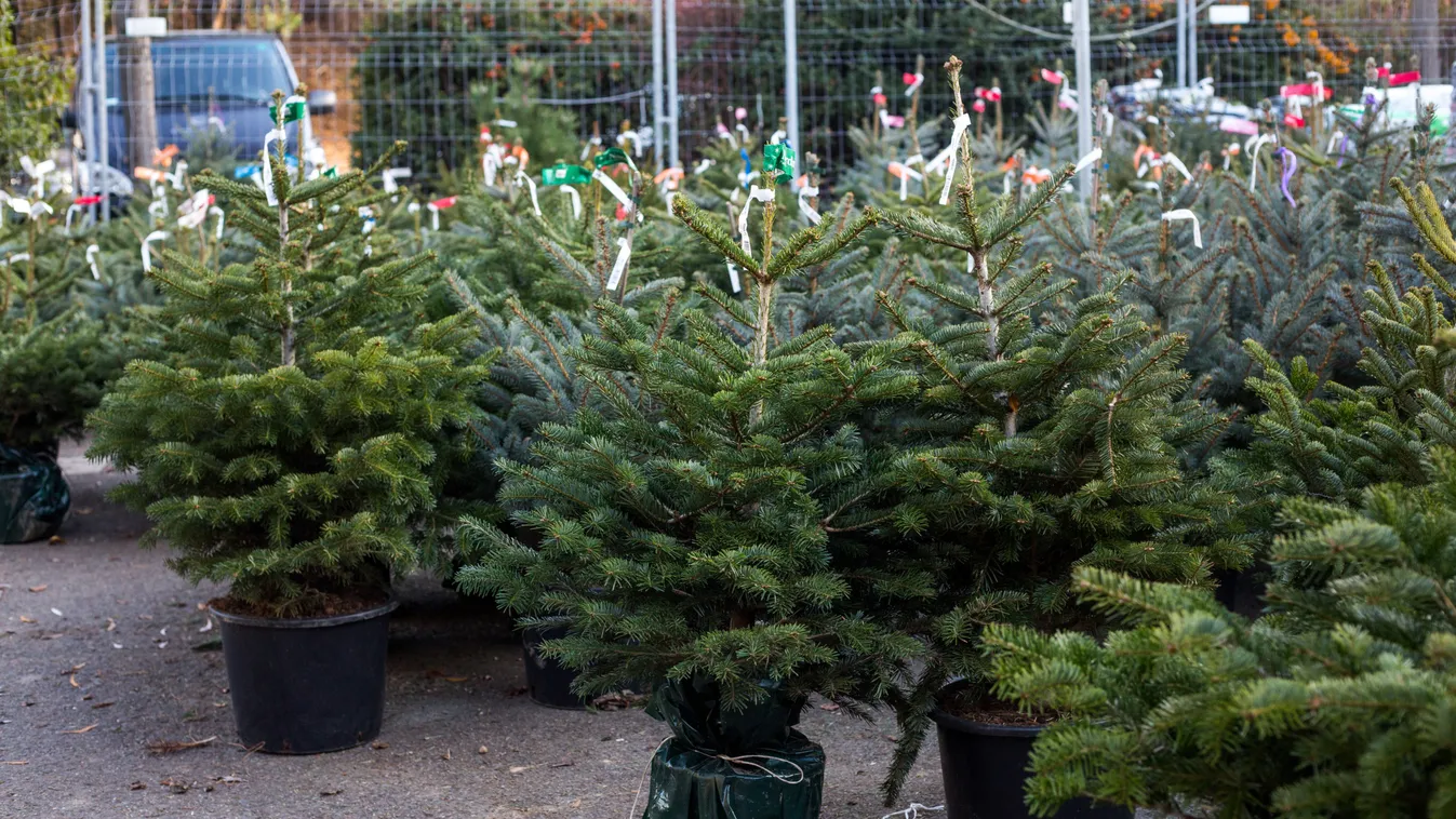 Brüsszel betiltaná a karácsony kifejezés és a keresztény nevek használatát