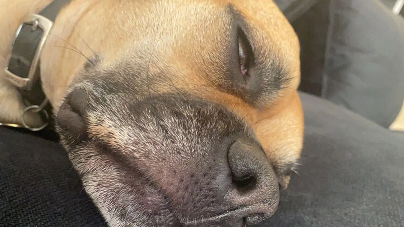 Hihetetlen: Drogos ember ürülékéből evett a kutya – majdnem belehalt a mérgezésbe