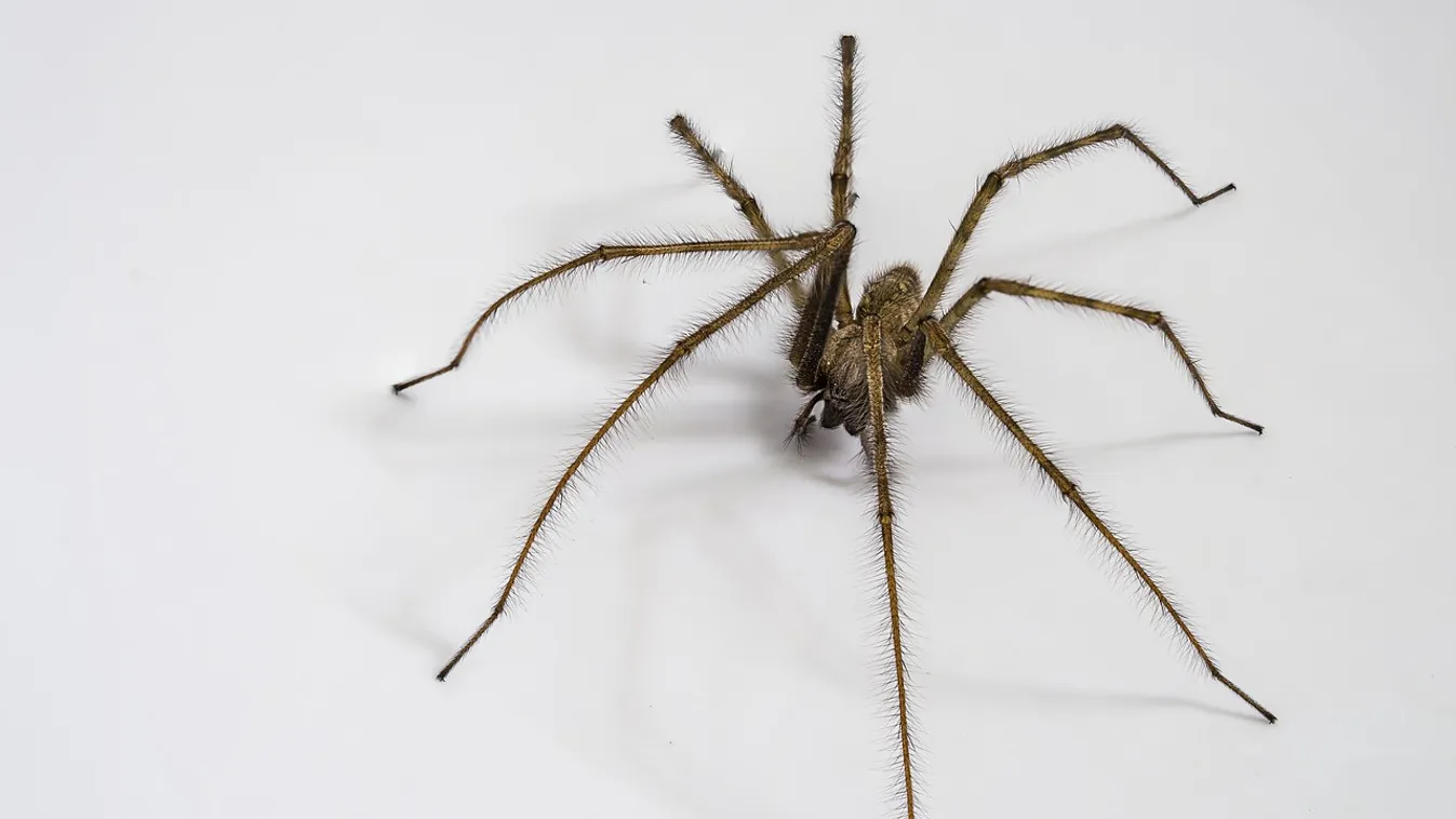 Elárasztottak a pókok a lakást? Ezzel a trükkel távol tarthatod őket