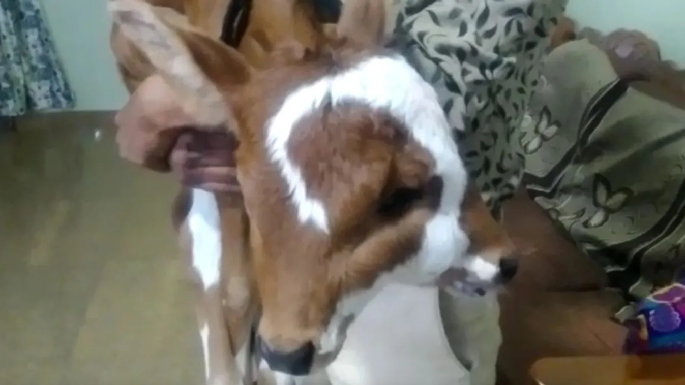 Sokkot kapott a gazda, miután meglátta, milyen szörnyet ellett a tehene