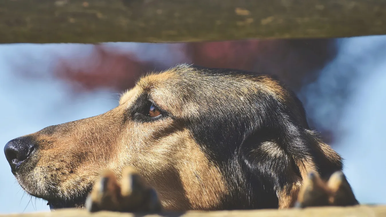 Veszélyben a házi kedvencek: kimutatták, hogy szívizomgyulladást okozhat a koronavírus a kutyáknál és a macskáknál