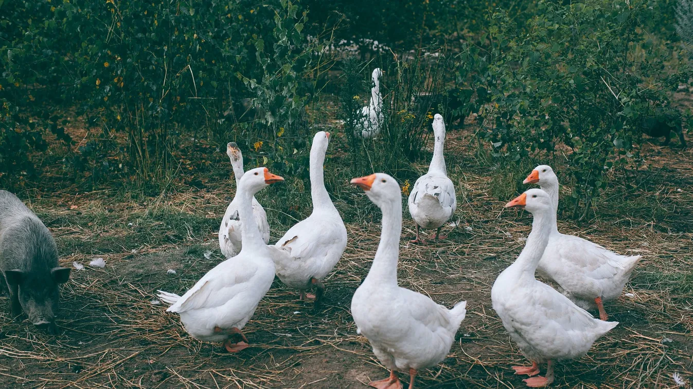 Aki jövőre nem akar éhezni, ezen a hétvégén libát egyen
