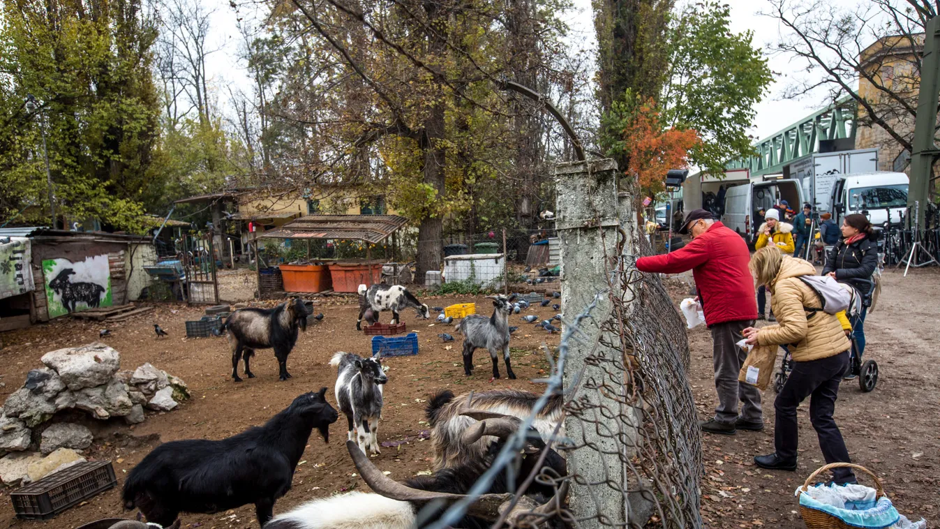 Nagy a baj! Megszűnhet a népszigeti állatpark?