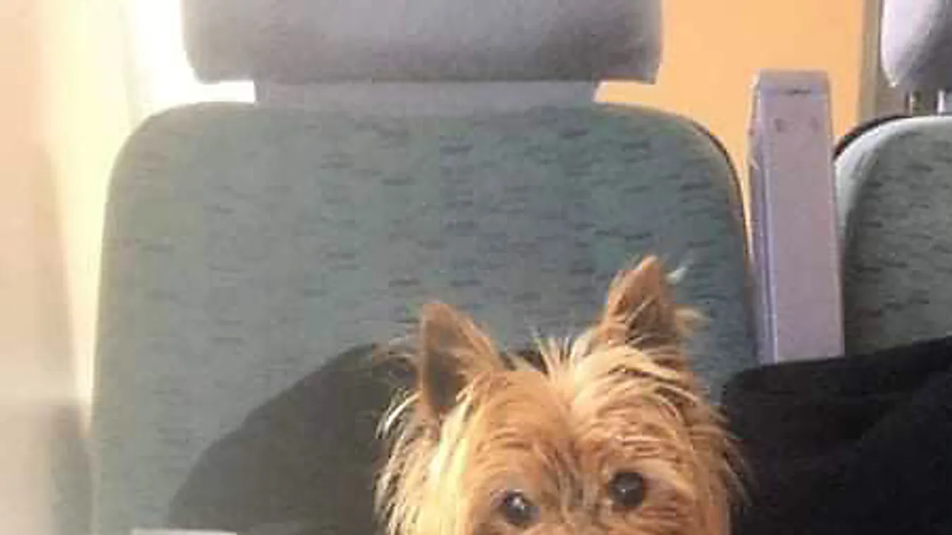 Borzalmas eset, tragikus támadás történt a Budai Várban