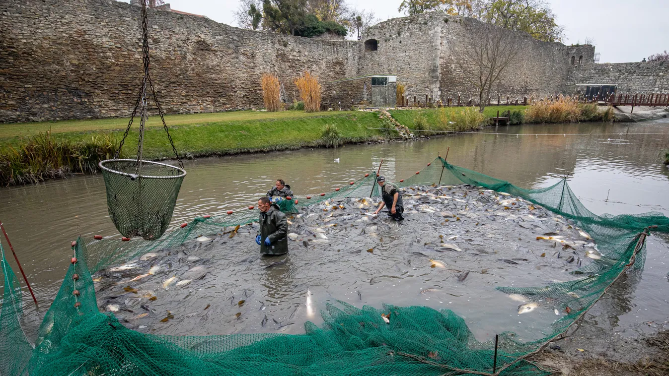 Talán te sem gondolnád, hogy innen kerül a ponty a karácsonyi asztalra