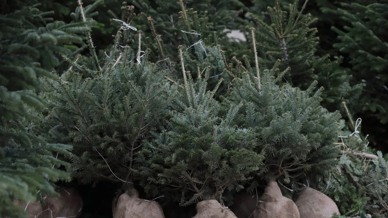Erre figyelj, ha élő fenyőt szeretnél karácsonyra
