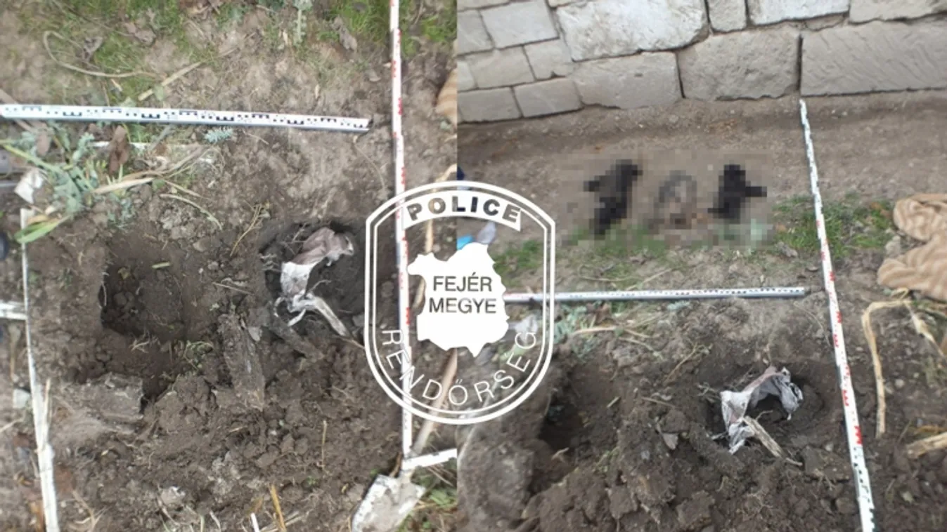 Kattant a bilincs: kölyökkutyákat gyilkolt az etyeki férfi, ezt nem ússza meg