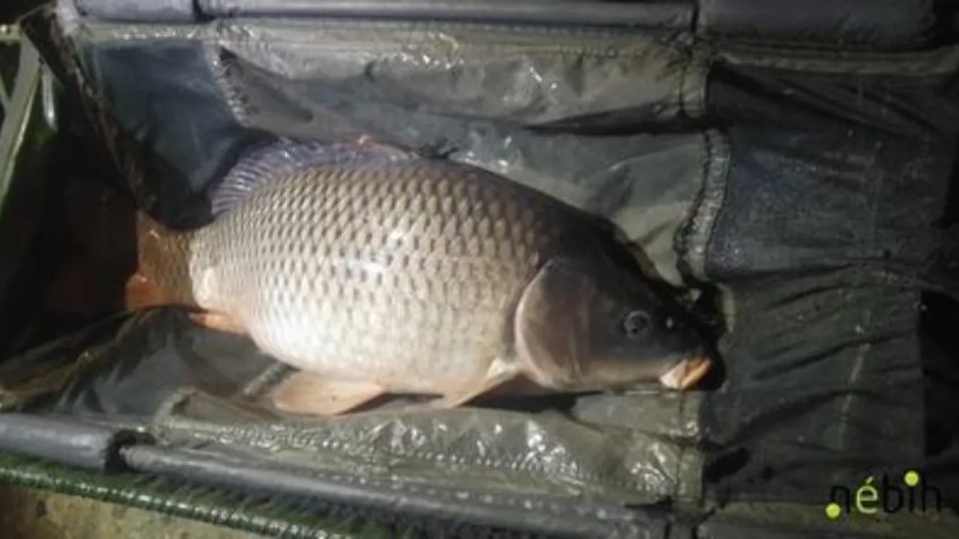 Bemutatjuk a profi módszert: így kell a halat konyhakészre varázsolni – videó