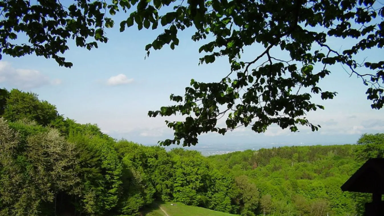 Tragédia: kisgyerek halálát okozta egy lezuhanó faág