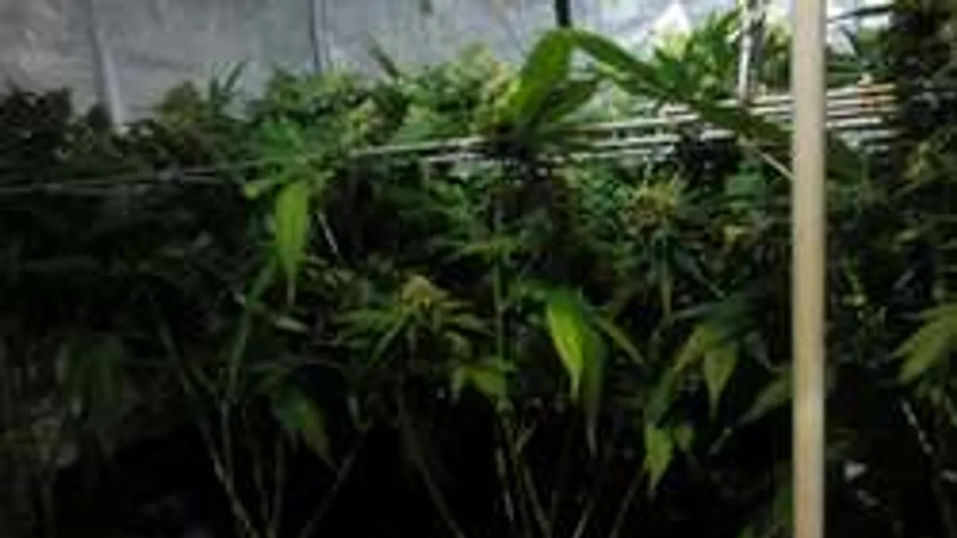 Több száz milliós drogfogás Esztergomban!