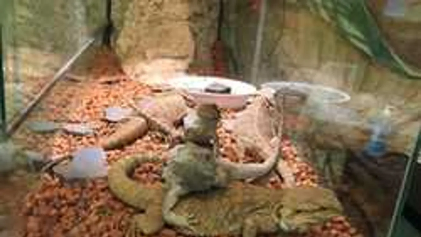 Kitálalt az egykori dolgozó: brutális részleteket árult el az állati kávézóról