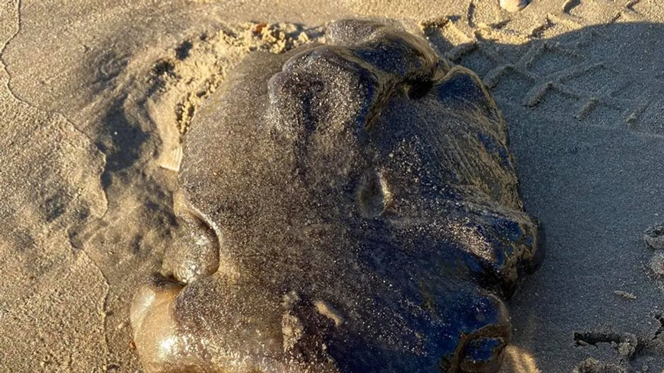 Bizarr valamit sodort partra az ár: tengeri szörny vagy valami egész más?