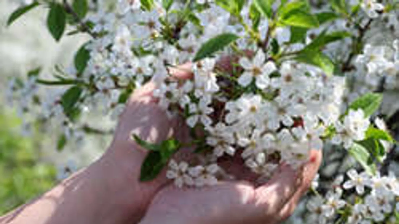 Most kell cselekedned, ha nem akarsz kukacos cseresznyét!