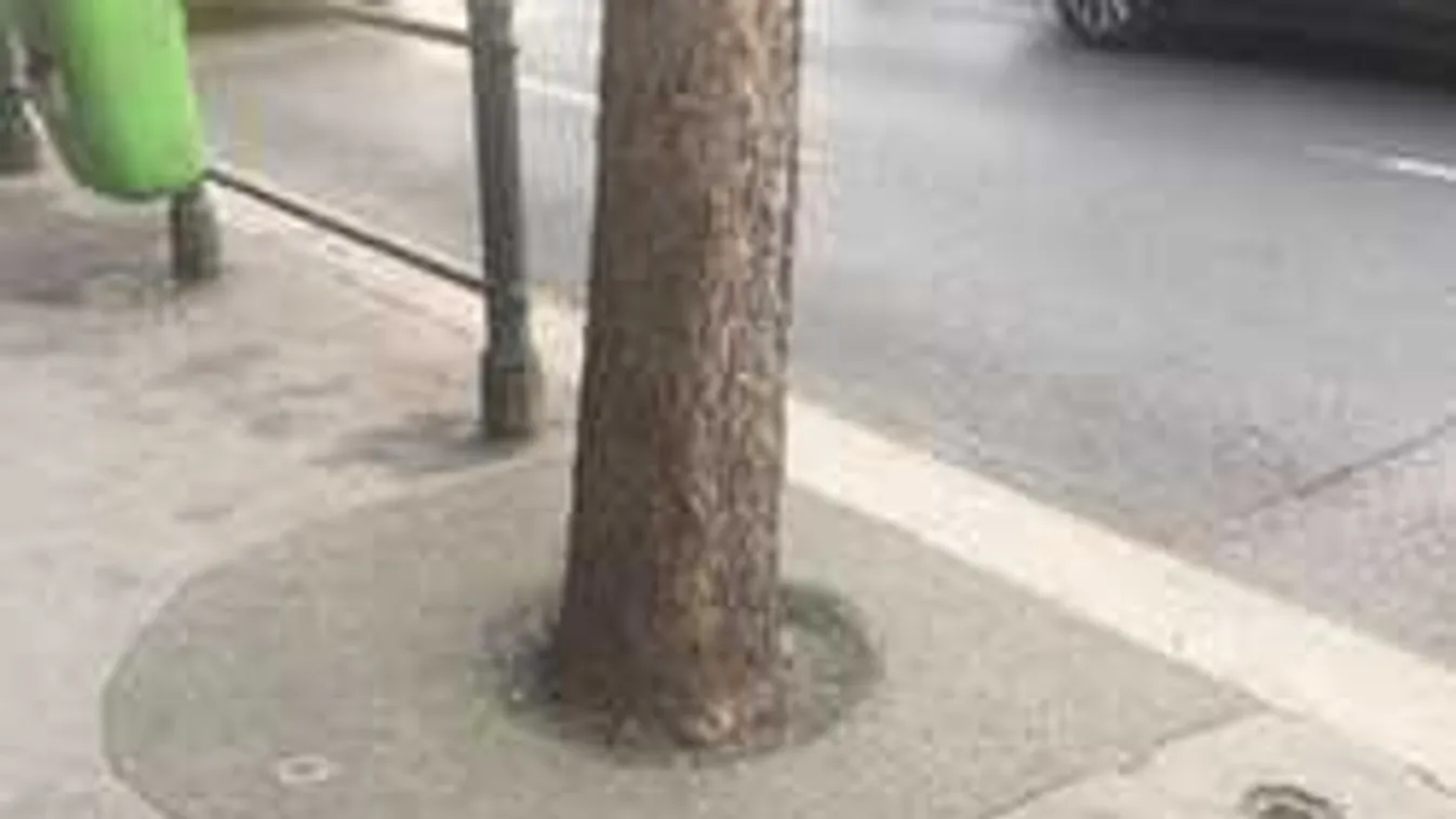 Pánik tört ki a nagykörúti fák miatt