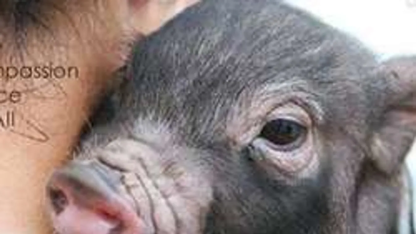 Disznótor mint tömeggyilkosság ?