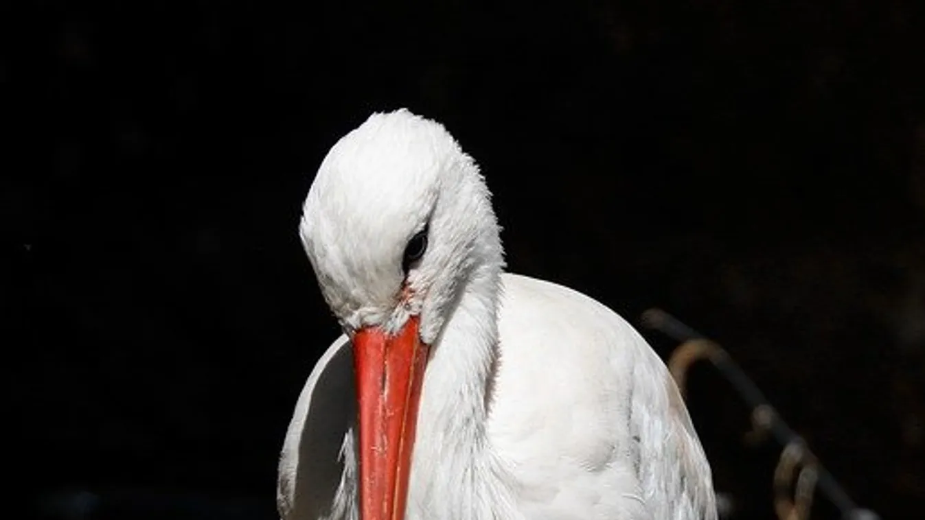 Hihetetlen, ezért pusztult el két fehér gólya, csak a fióka úszta meg