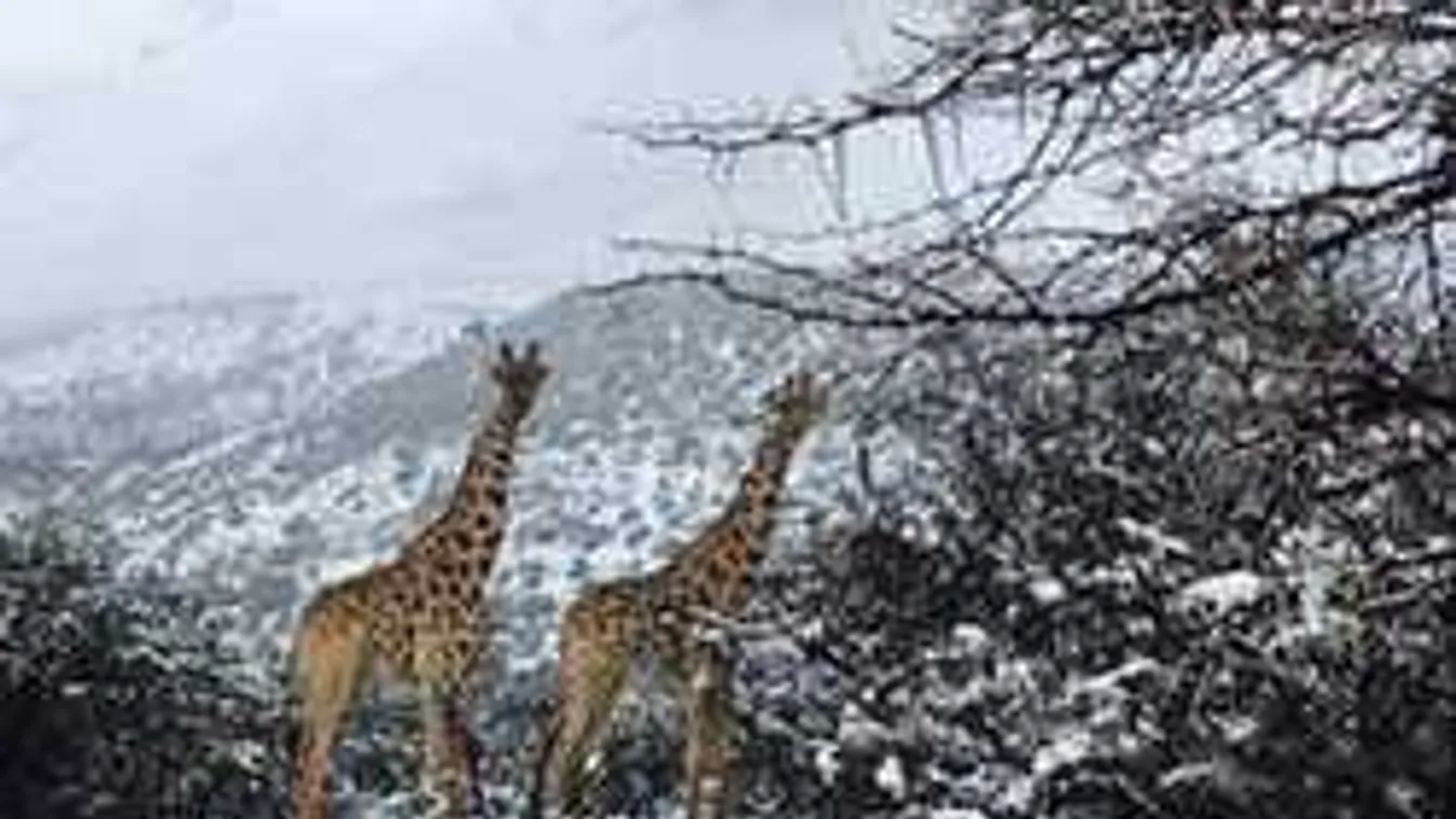 Sokkot kaptak a zsiráfok és az elefántok: Szakad a hó Dél-Afrikában