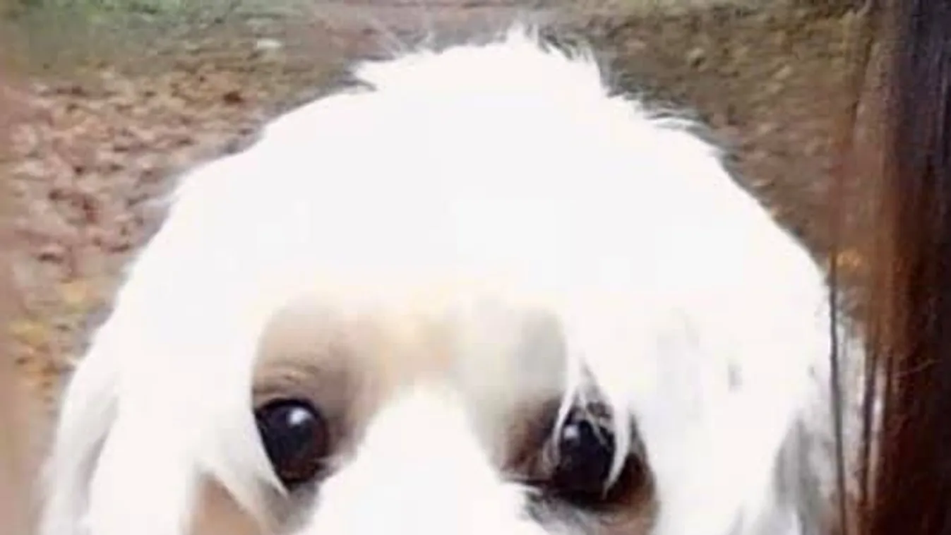 A kislány szeme láttára tépte szét kedvencét egy harci eb