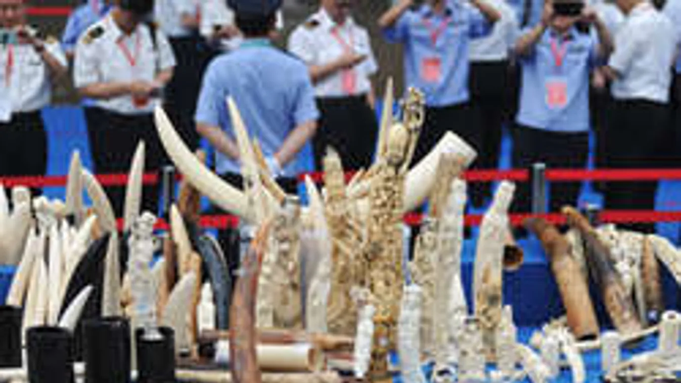 Ilyet még nem láttál! Így működik a kínai agyarzúzda