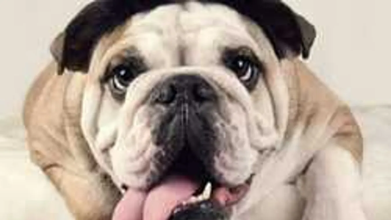 Nem vicc! Egy kutya is dönthet a nagykoalíció sorsáról