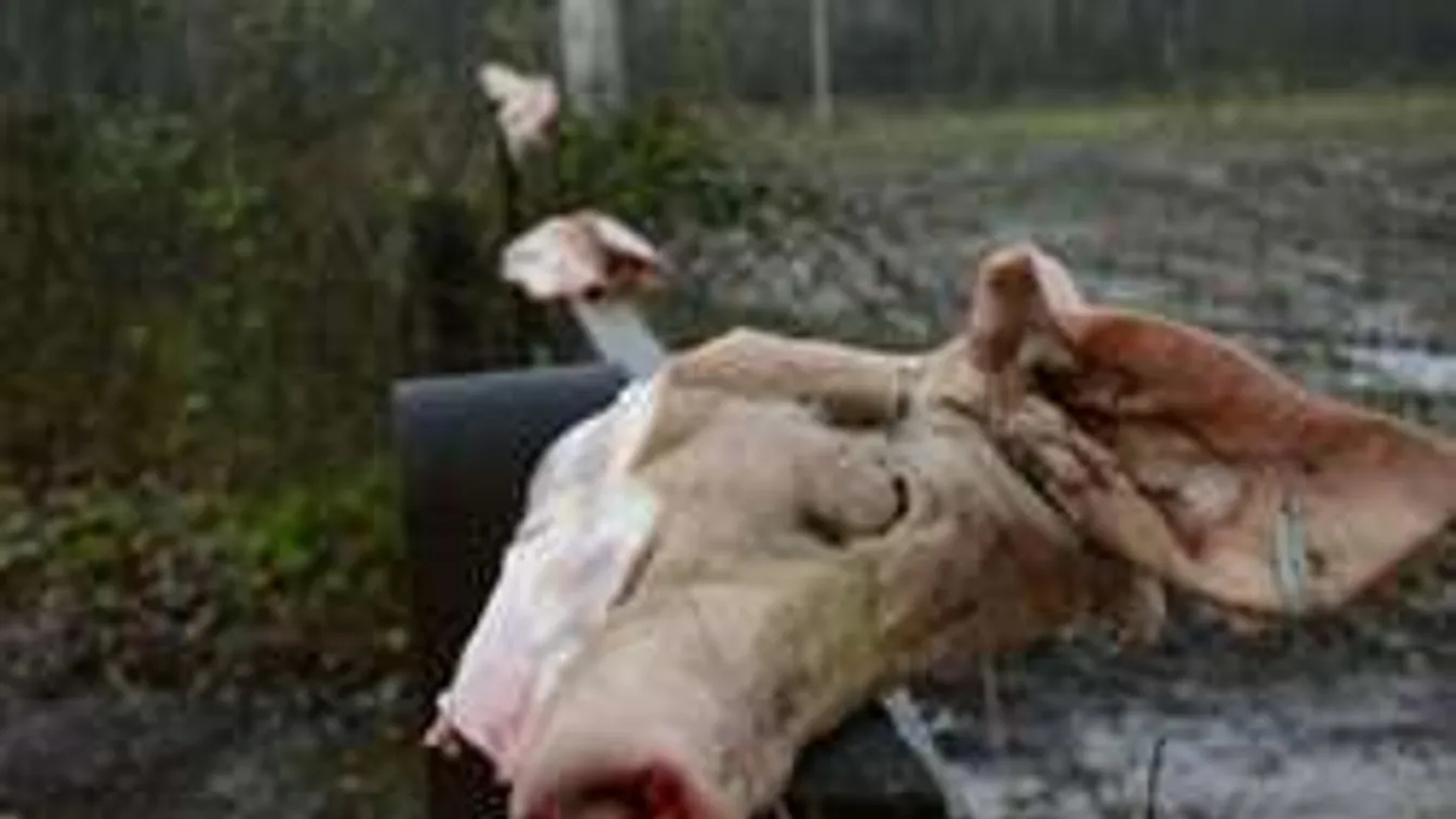 Levágott disznófejekkel tiltakoznak egy épülő iszlám mecsetnél!