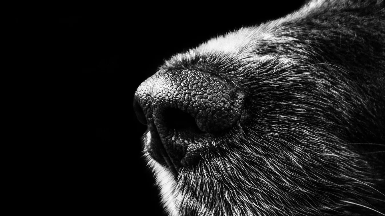 Az állatorvosok is megijedtek a kölyöktől, amit egy amerikai kutya szült