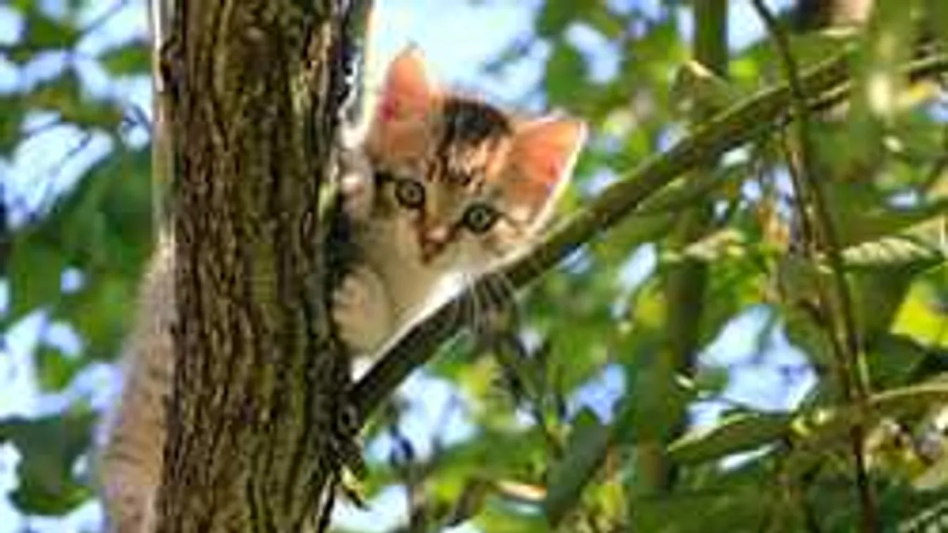 Kegyetlenség Egerben: keservesen síró cicát zártak ki a forró erkélyre