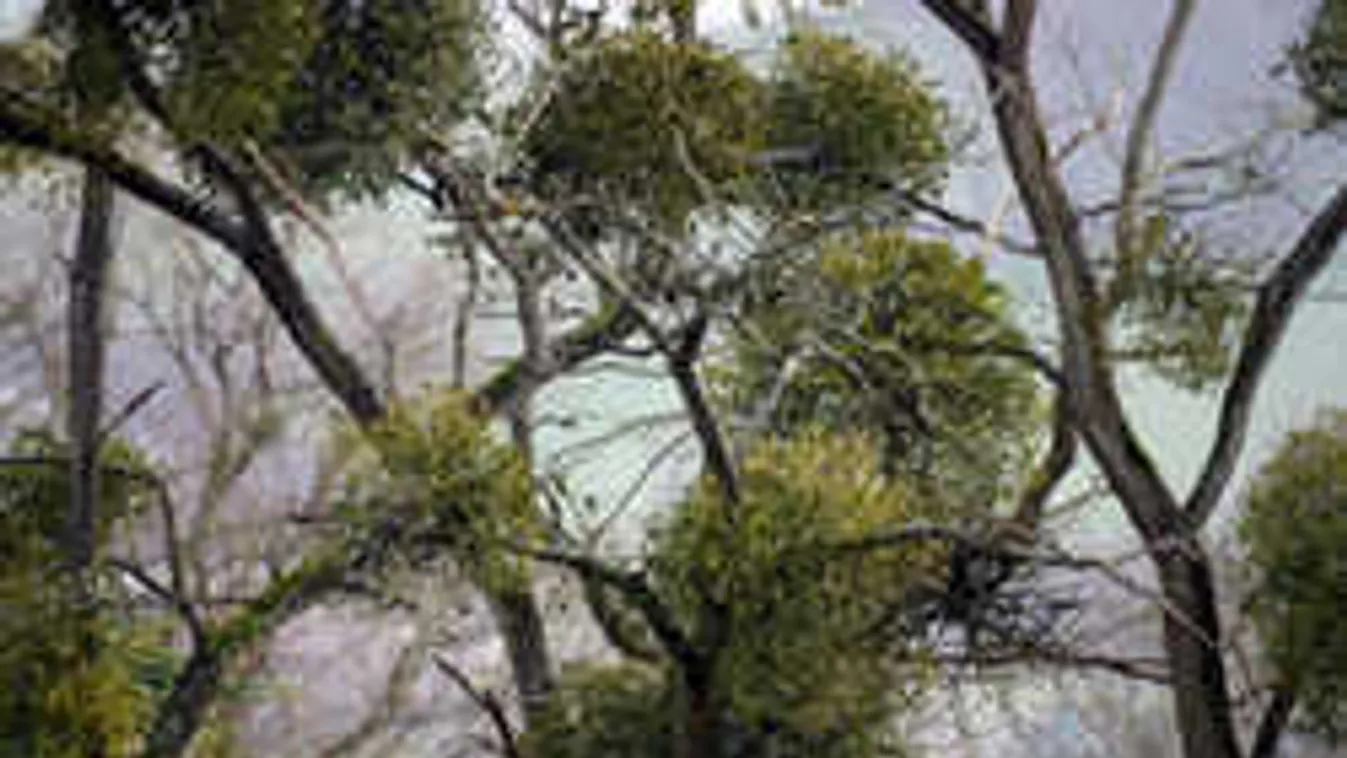 Ez a magas vérnyomás legjobb téli ellenszere