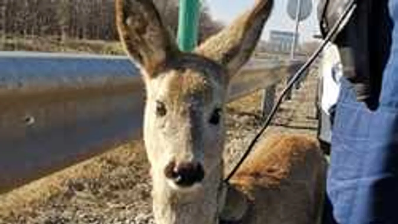 A rendőrök is elképedtek azon, mi okozott dugót a 4-es főúton - videó