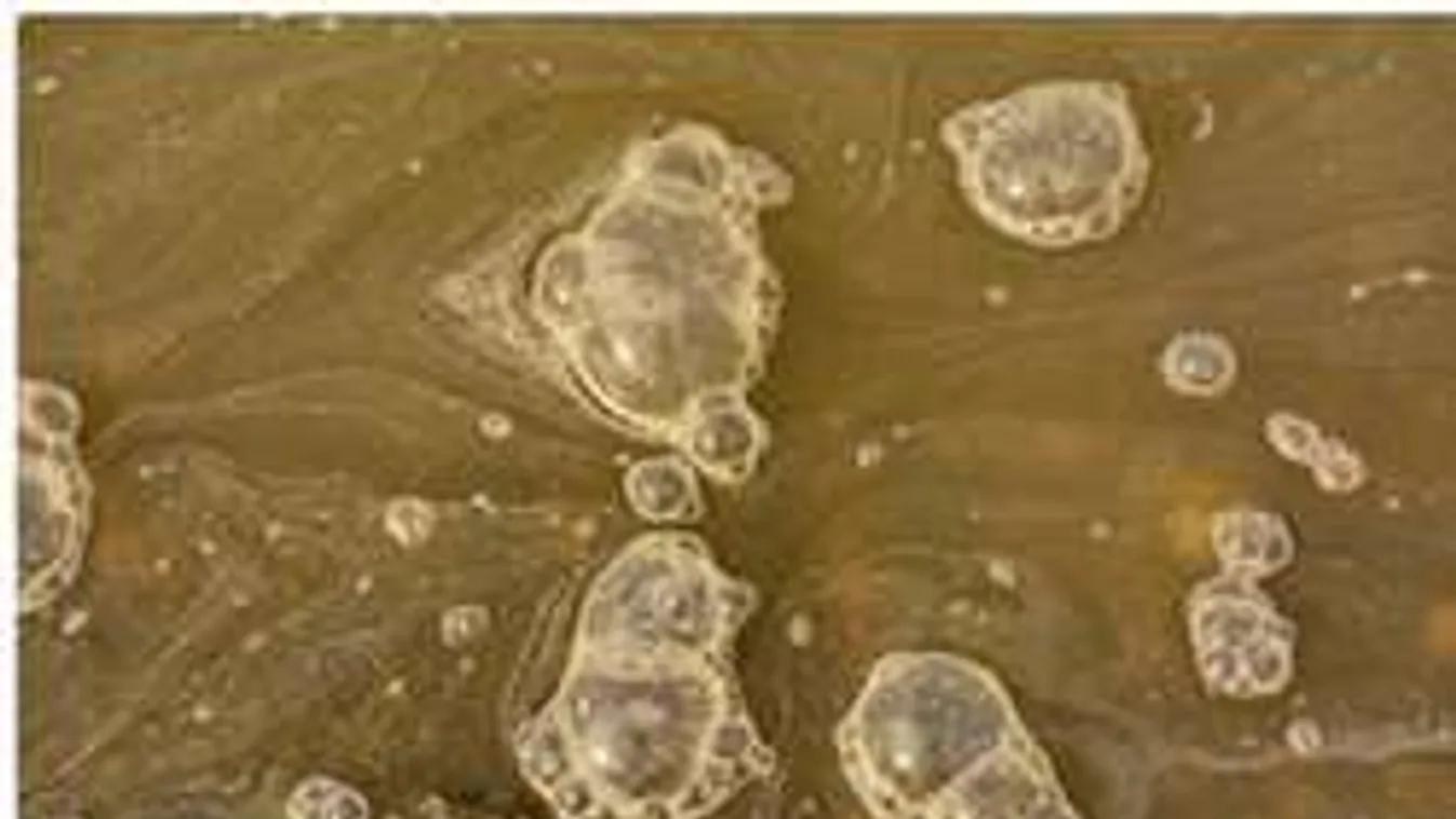 Szennyvízzel árasztják el a Dunát Szentendrénél!