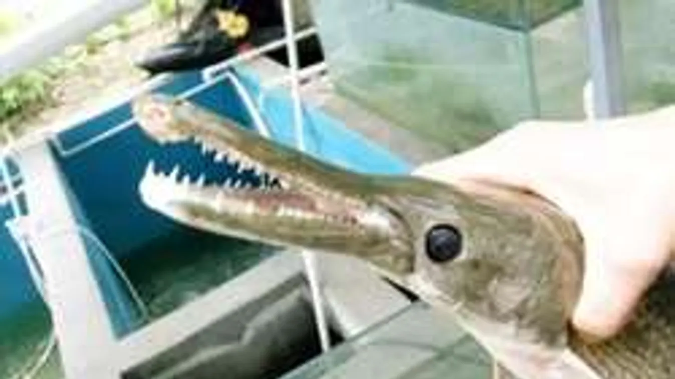 Bizarr halszörnyet fogott egy kínai halász