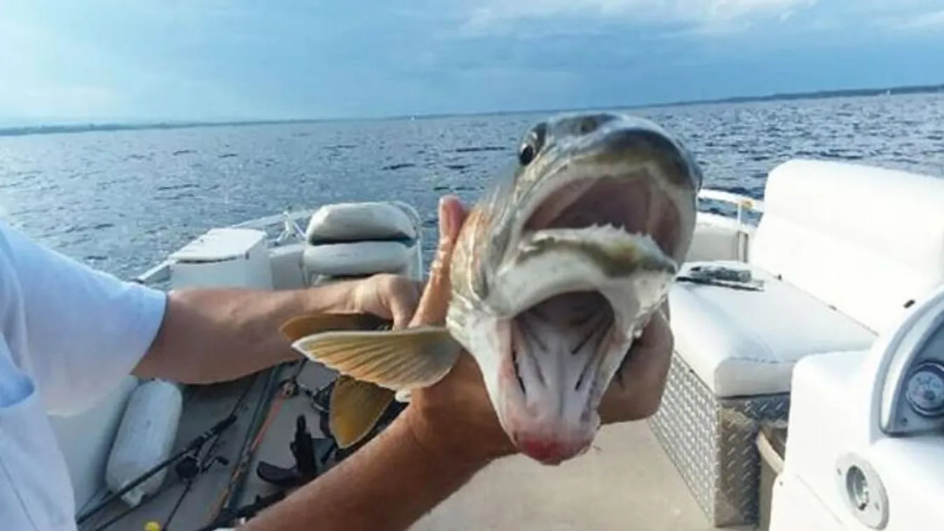 Elsápadt a horgász, amikor meglátta, milyen bizarr lény akadt a horgára