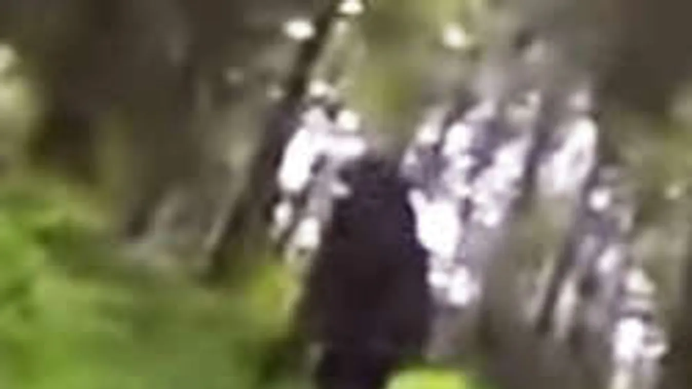 Itt a bizonyíték: Vadászkutya buktatta le az erdőben rejtőző jetit!