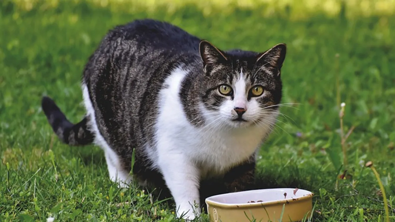 Ez a cica nem tehet róla, de nagyon perverz feje van