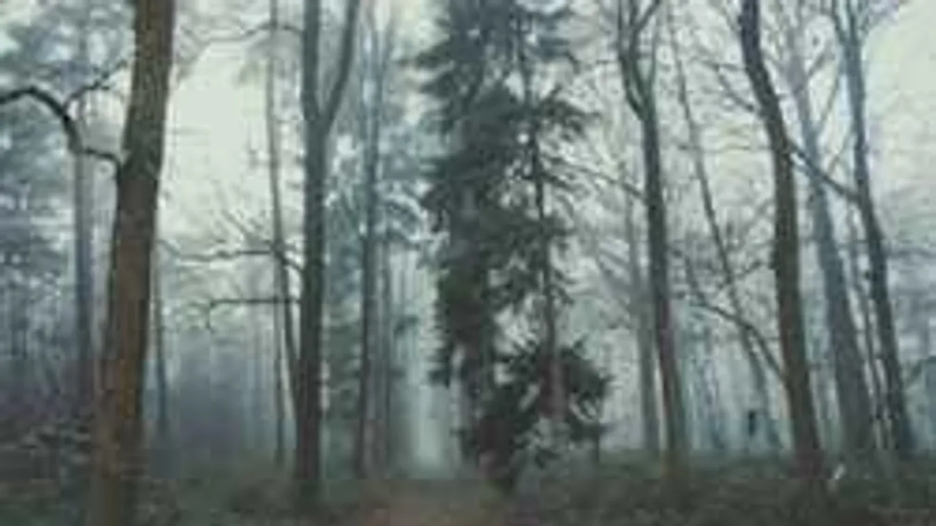 Találd meg a rókát a képen - íme szeptember legdurvább fejtörője!