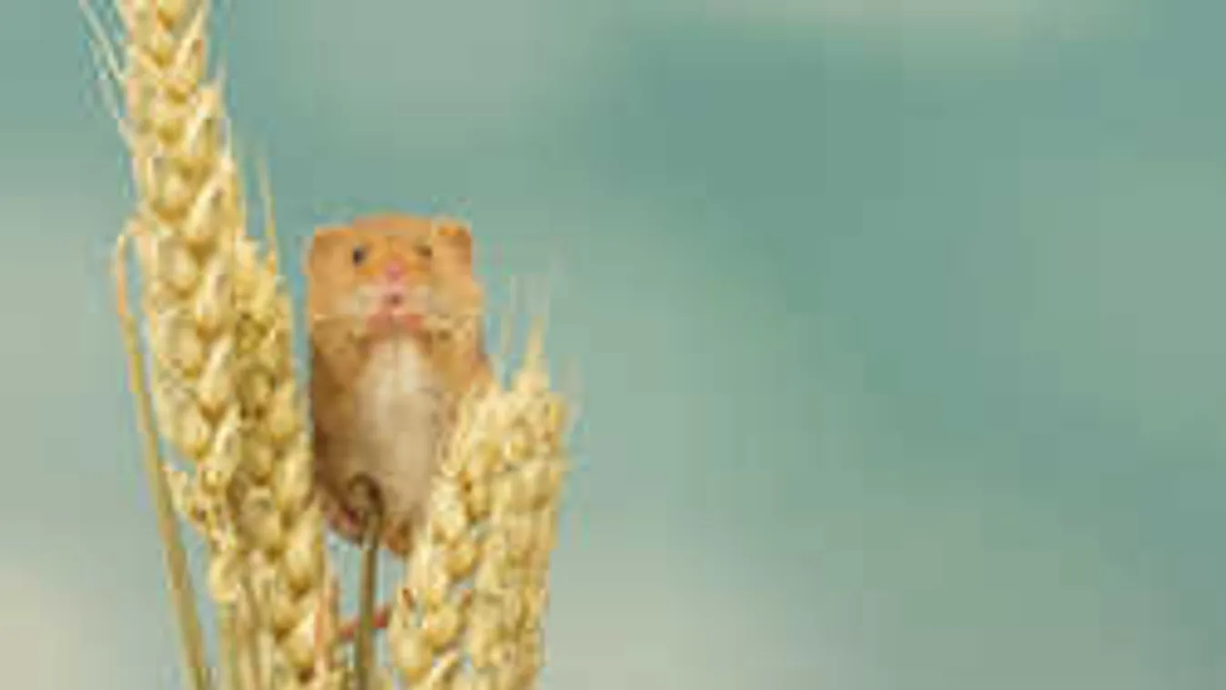 Itt a jó idő, támadnak az egerek, mutatjuk, hogy tudod távol tartani őket