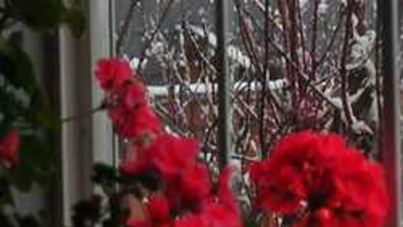 A legjobb trükkök: így teleltessük át a muskátlit