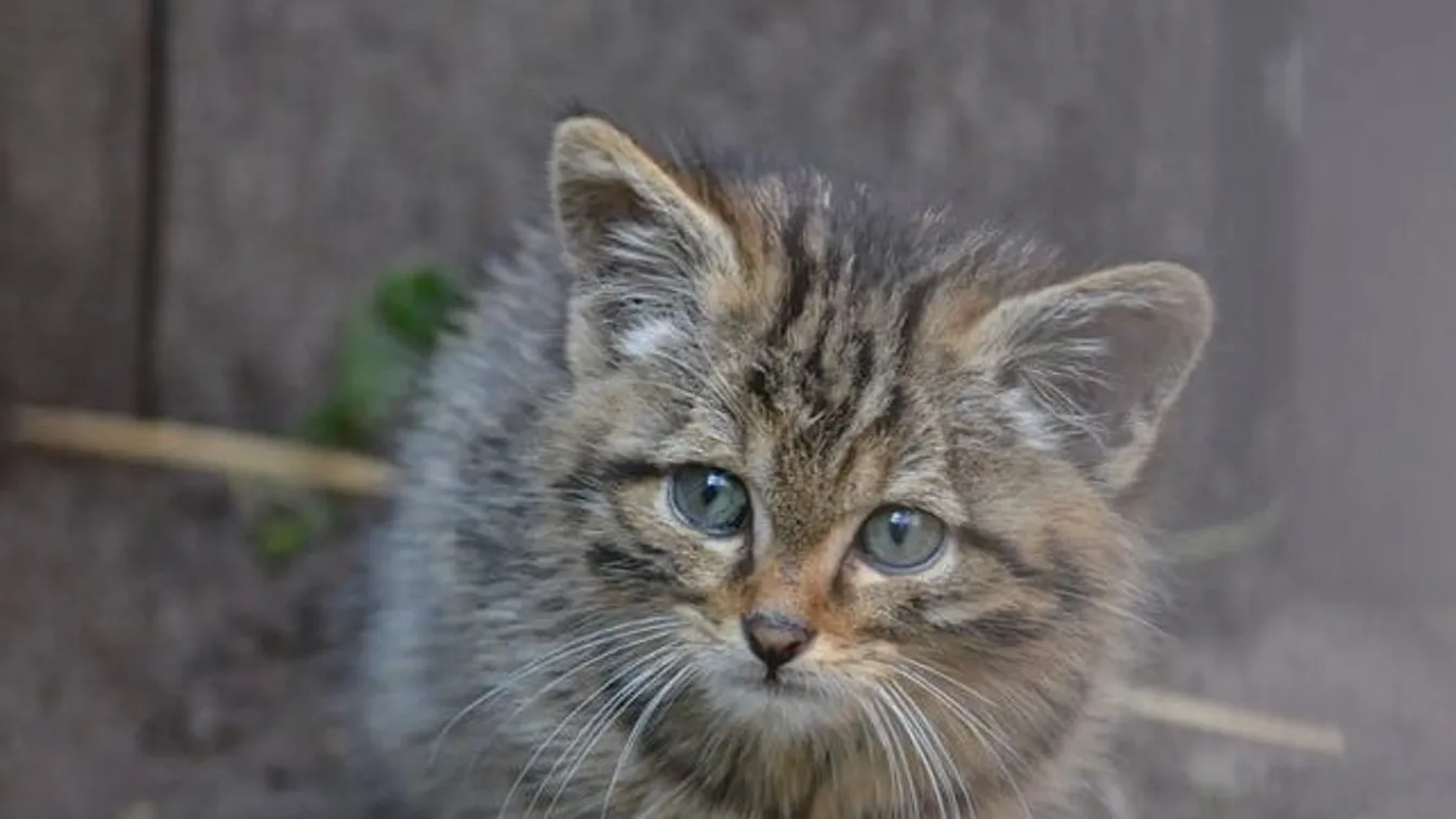 Az állatvédők is meglepődtek: ez derült ki a Somogy megyében talált cicáról